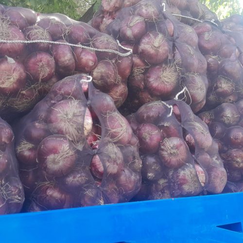 تامین کننده پیاز لوکس بناب برای تجاران، انباری،سردخانه