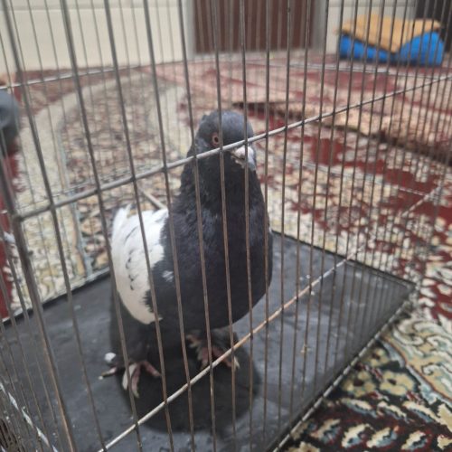 نر سین سیاه کلاهی