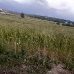 زمین مناسب سوله و کشاورزی