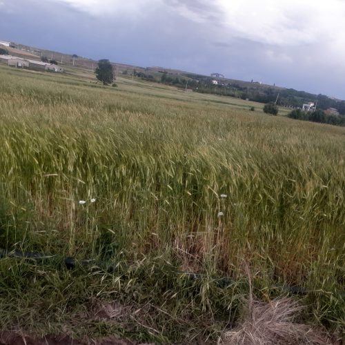 زمین مناسب سوله و کشاورزی