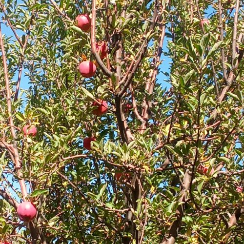 سیب قرمز درشت.