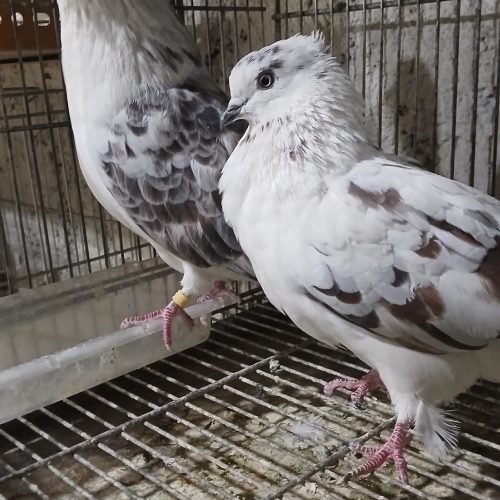 کبوتر تهرانی و دمگیر