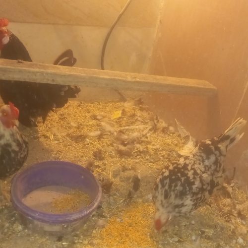 مرغ خروس میناتوری