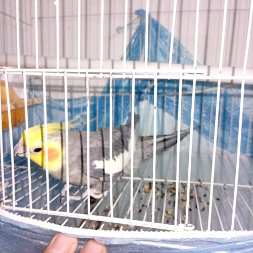 عروس هلندی