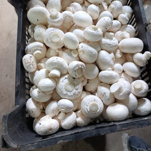 فروش قارچ