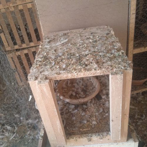 جفت دونی کفتر