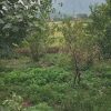 فروش زمین مسکونی ماسال