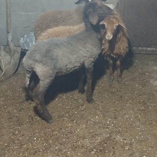 پنج راس گوسفند بره ماده