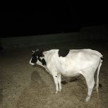 فروش یک راس گاو