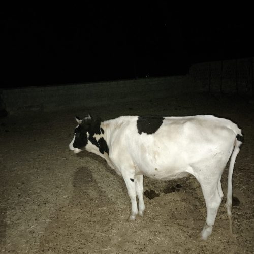 فروش یک راس گاو