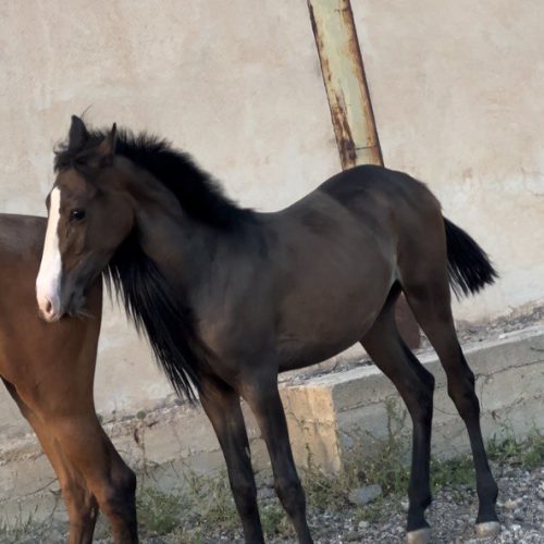 اسب مادیان و نریان