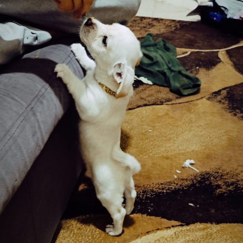 واگذاری پت خانگی