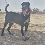 توله 11ماه سرابی