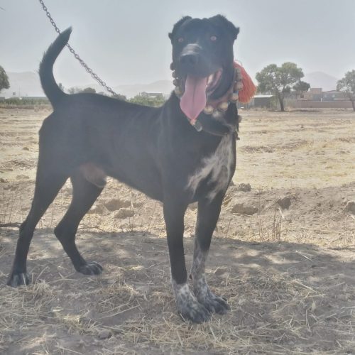 توله 11ماه سرابی