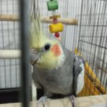 عروس هلندی نر دستی