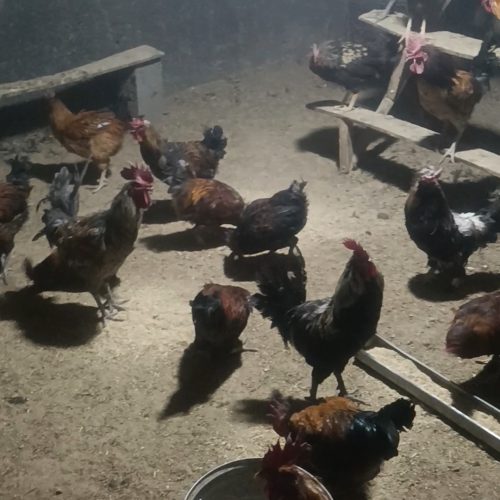 مرغ تخم گذار خروس محلی موجود است
