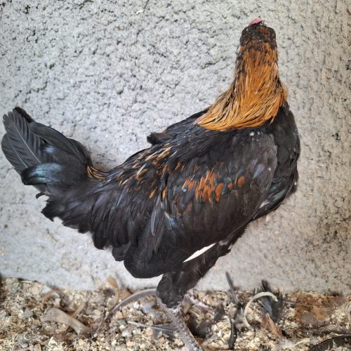 جوجه گلین نژاد عالی ریشو کاکول دار