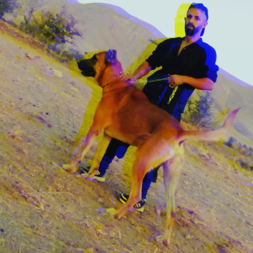سگ سرابی