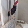 یه خروس واردات بفروش میرس هرکسی خواست درخدمت