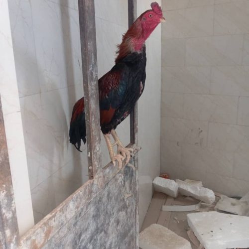 یه خروس واردات بفروش میرس هرکسی خواست درخدمت