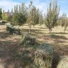 فروش یونجه چین سوم 200 پرس و چین چهارم 100 پرس