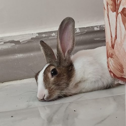 واگذاری خرگوش