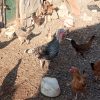 35تا مرغ محلی همه تخم گذار