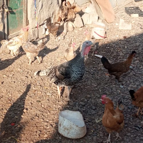 35تا مرغ محلی همه تخم گذار