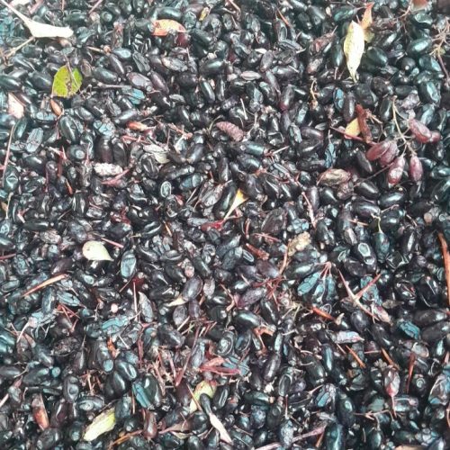 زرشک کوهی؟..زرکو کوهی