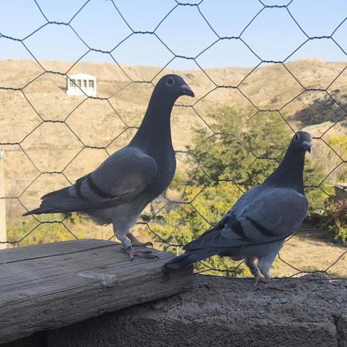 کفتر جوجه آلمانی