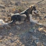 توله سرابی اصیل