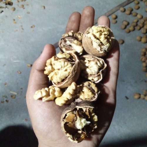 گردو درجه یک