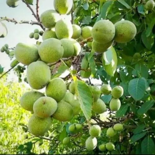 فروش فوری باغ گردو