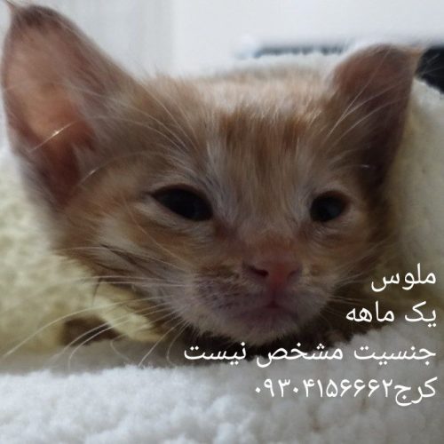 واگذاری دو گربه یک ماهه و دو ماهه