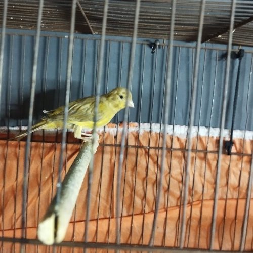 چندعدد قناری نر درجه 1