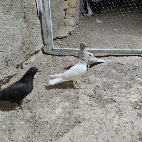 کفتر