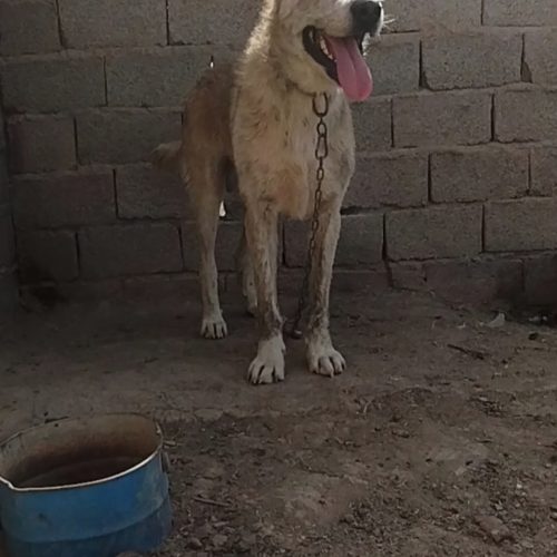 سگ افغان اصل