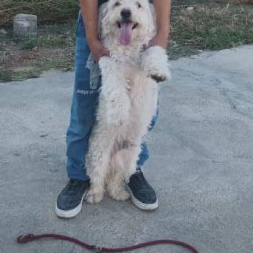 سگ شیپز رو پاکوتا