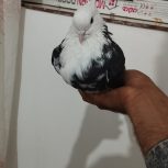 ابلق سیاه ماده