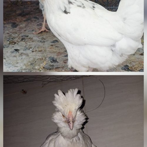 مرغ و خروس گلین چهل تاج ریش فول فول