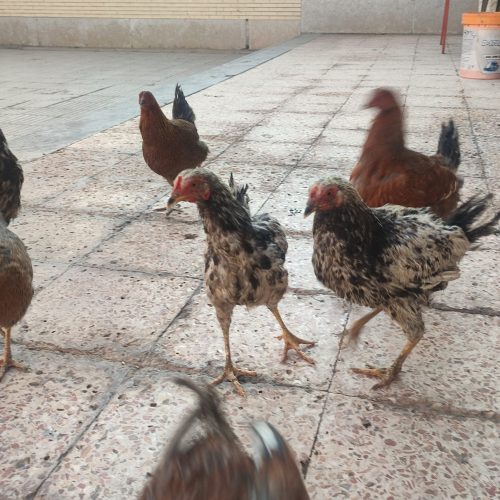 مرغ و خروس محلی تخم گذار