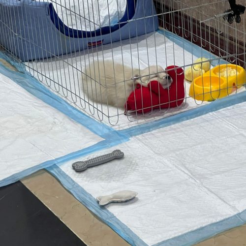 واگذاری سگ نژادش پامر اشپبز پسر