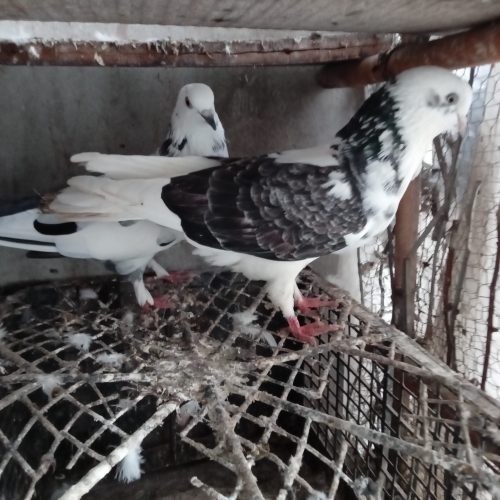 چند عدد کبوتر به فروش میرسد