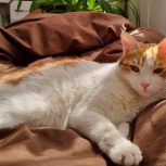 گربه واگذاری نر یک سال و نیمه بازیگوش