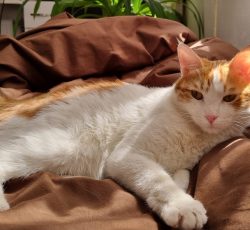 گربه واگذاری نر یک سال و نیمه بازیگوش