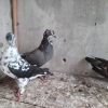 چند عدد کبوتر به فروش میرسد