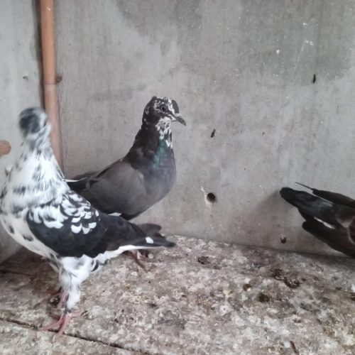 چند عدد کبوتر به فروش میرسد