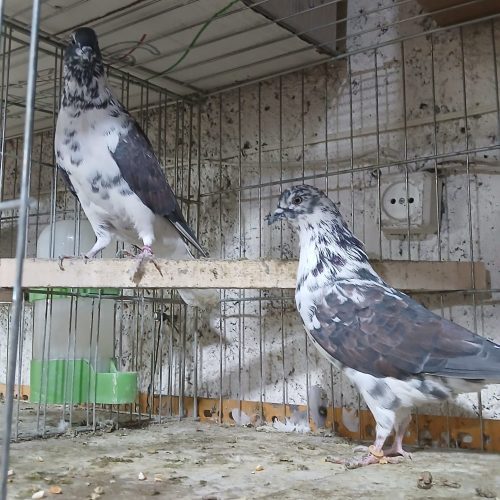 کبوتر تهرانی و دمگیر