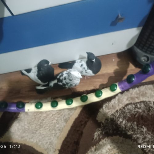 سینه سیاه جفت ب شرط نرقلدر