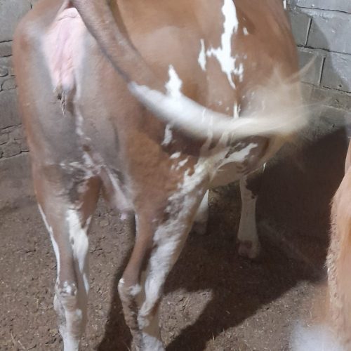 گاو خوب شیری………